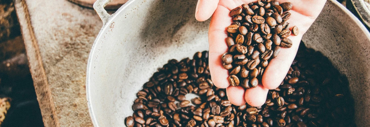 Mano sosteniendo granos de café tostados sobre un recipiente con más granos, representando la cosecha y el proceso de preparación del café.